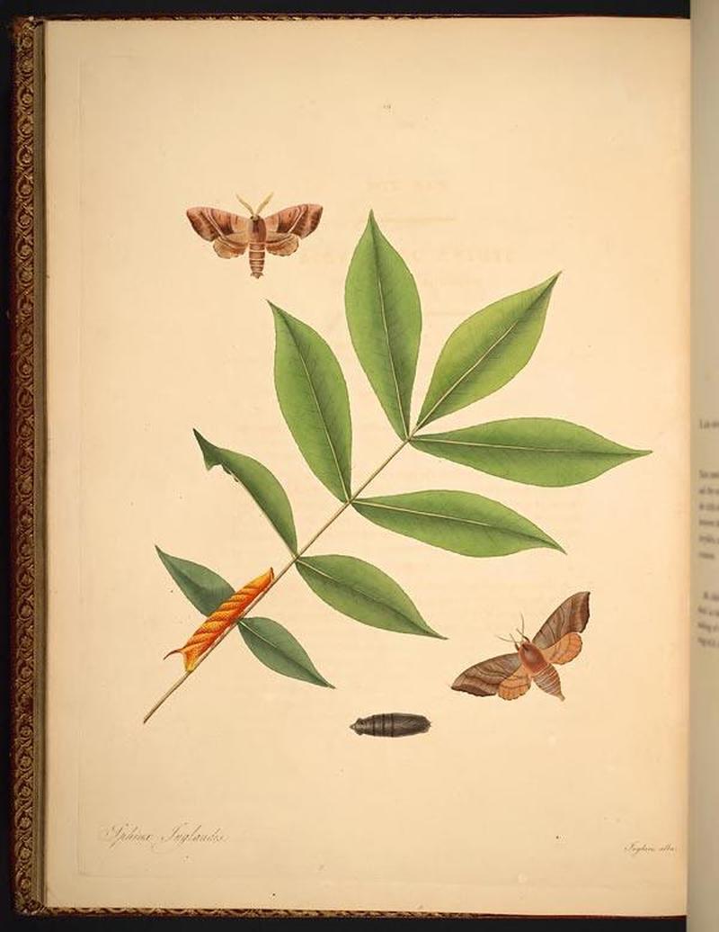 The natural history of the rarer lepidopterous insects of Georgia (Tab. XXIX) BHL269049