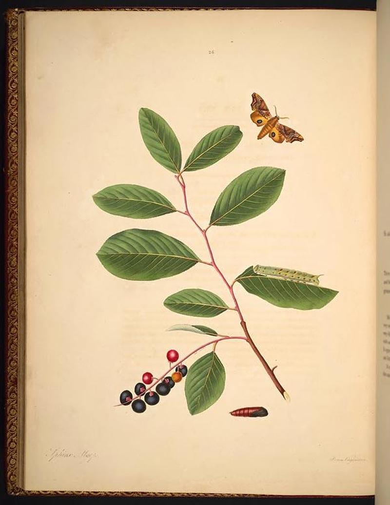 The natural history of the rarer lepidopterous insects of Georgia (Tab. XXVI) BHL269037