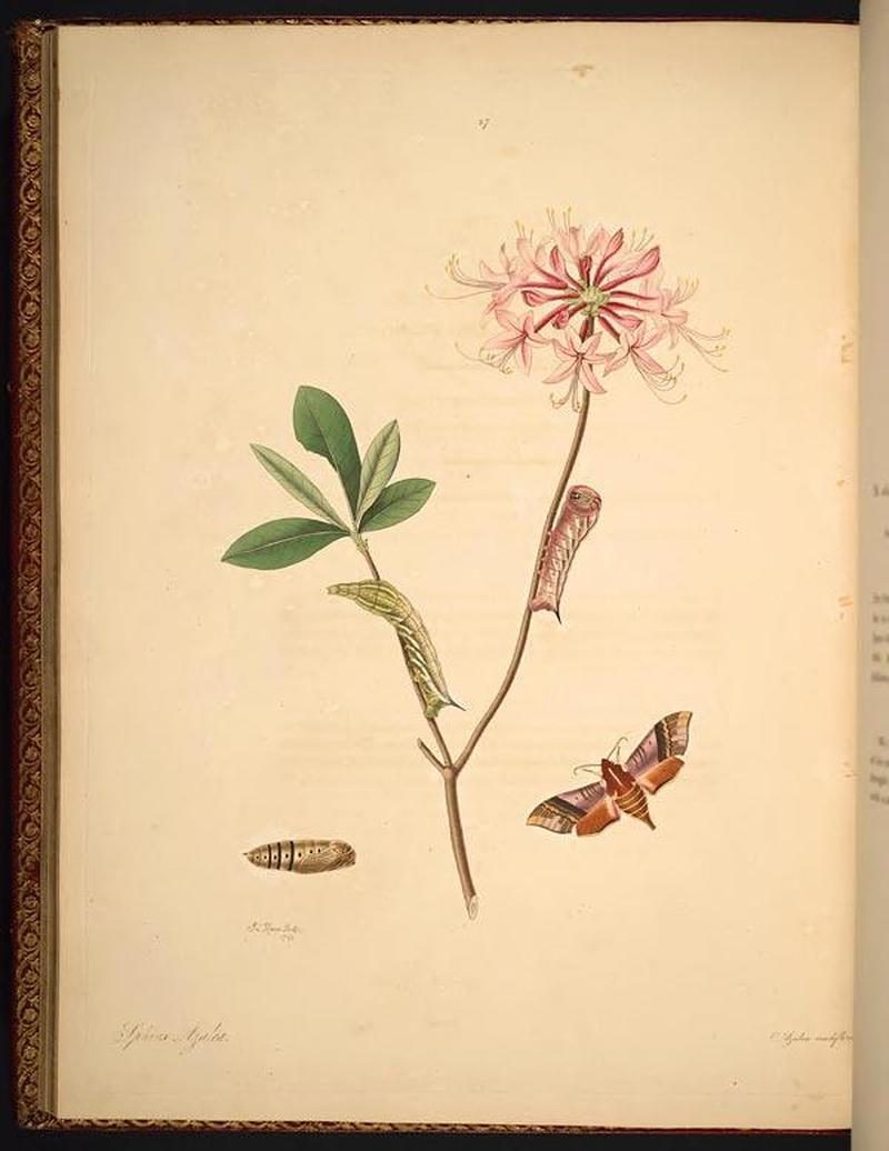 The natural history of the rarer lepidopterous insects of Georgia (Tab. XXVII) BHL269041