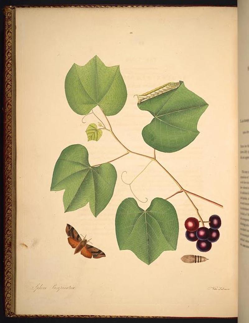 The natural history of the rarer lepidopterous insects of Georgia (Tab. XXVIII) BHL269045