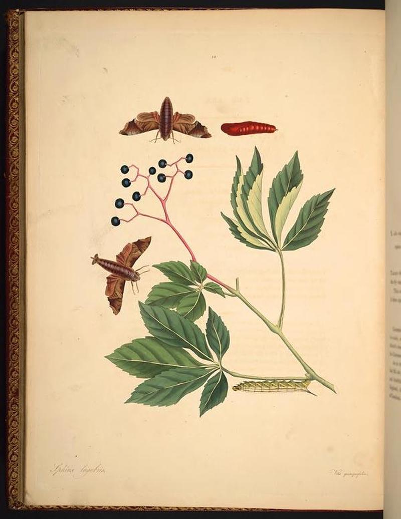 The natural history of the rarer lepidopterous insects of Georgia (Tab. XXX) BHL269053