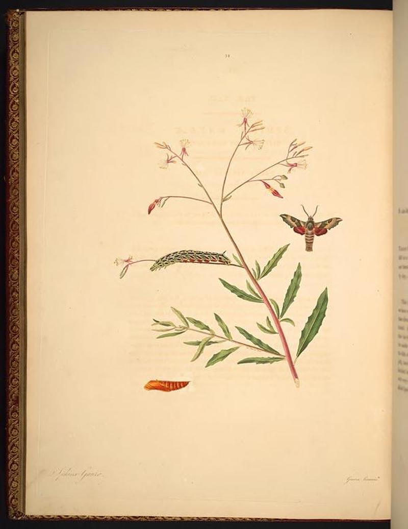 The natural history of the rarer lepidopterous insects of Georgia (Tab. XXXI) BHL269057