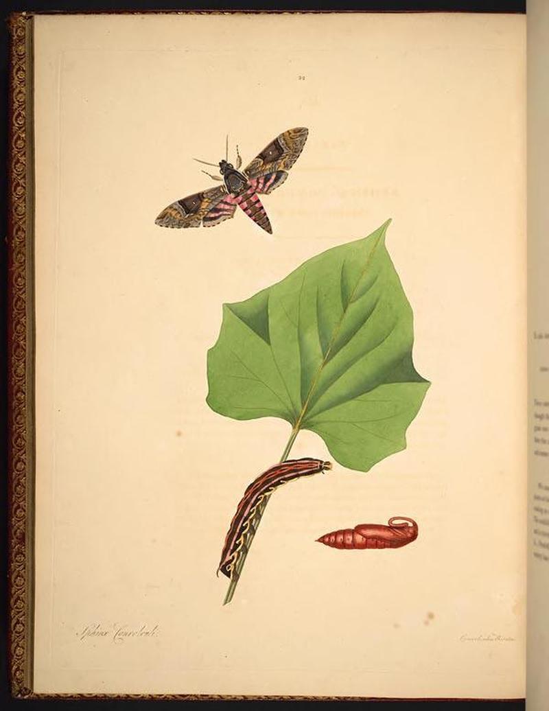 The natural history of the rarer lepidopterous insects of Georgia (Tab. XXXII) BHL269061