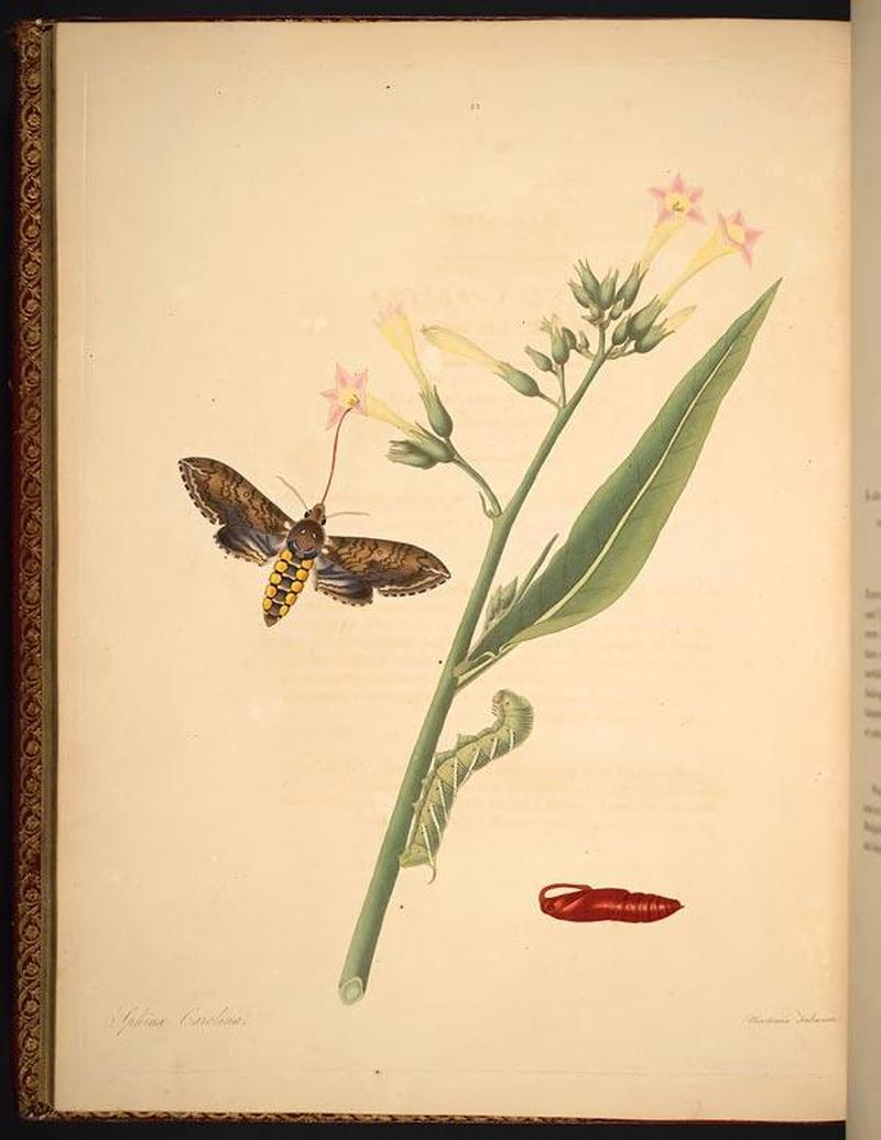 The natural history of the rarer lepidopterous insects of Georgia (Tab. XXXIII) BHL269065