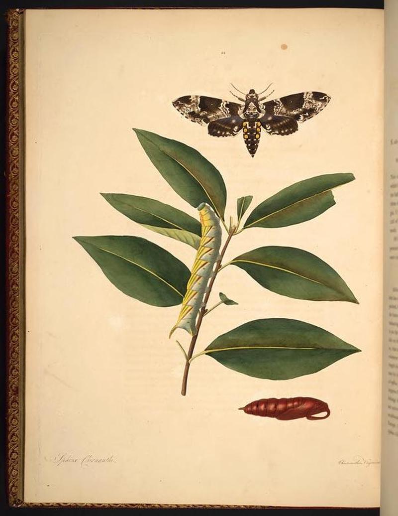 The natural history of the rarer lepidopterous insects of Georgia (Tab. XXXIV) BHL269069