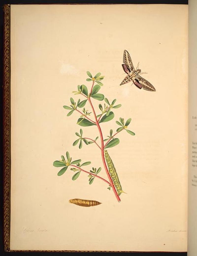 The natural history of the rarer lepidopterous insects of Georgia (Tab. XXXIX) BHL269089