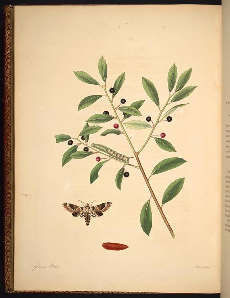 The natural history of the rarer lepidopterous insects of Georgia (Tab. XXXV) BHL269073