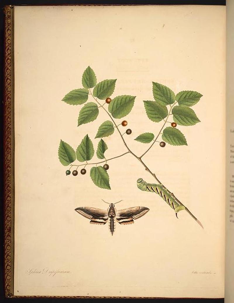 The natural history of the rarer lepidopterous insects of Georgia (Tab. XXXVI) BHL269077