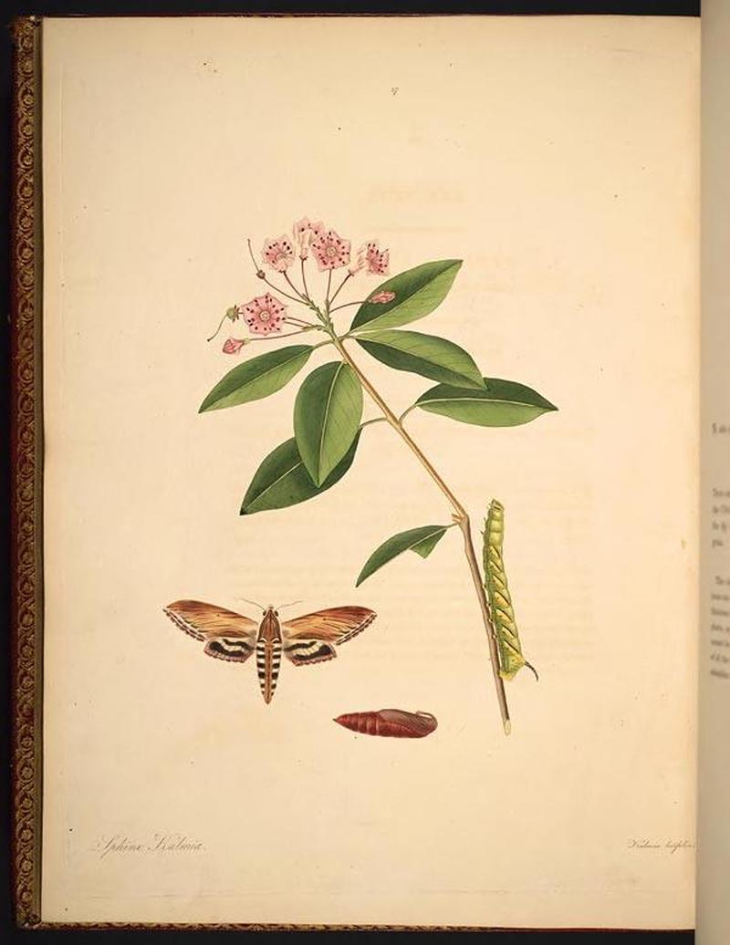 The natural history of the rarer lepidopterous insects of Georgia (Tab. XXXVII) BHL269081