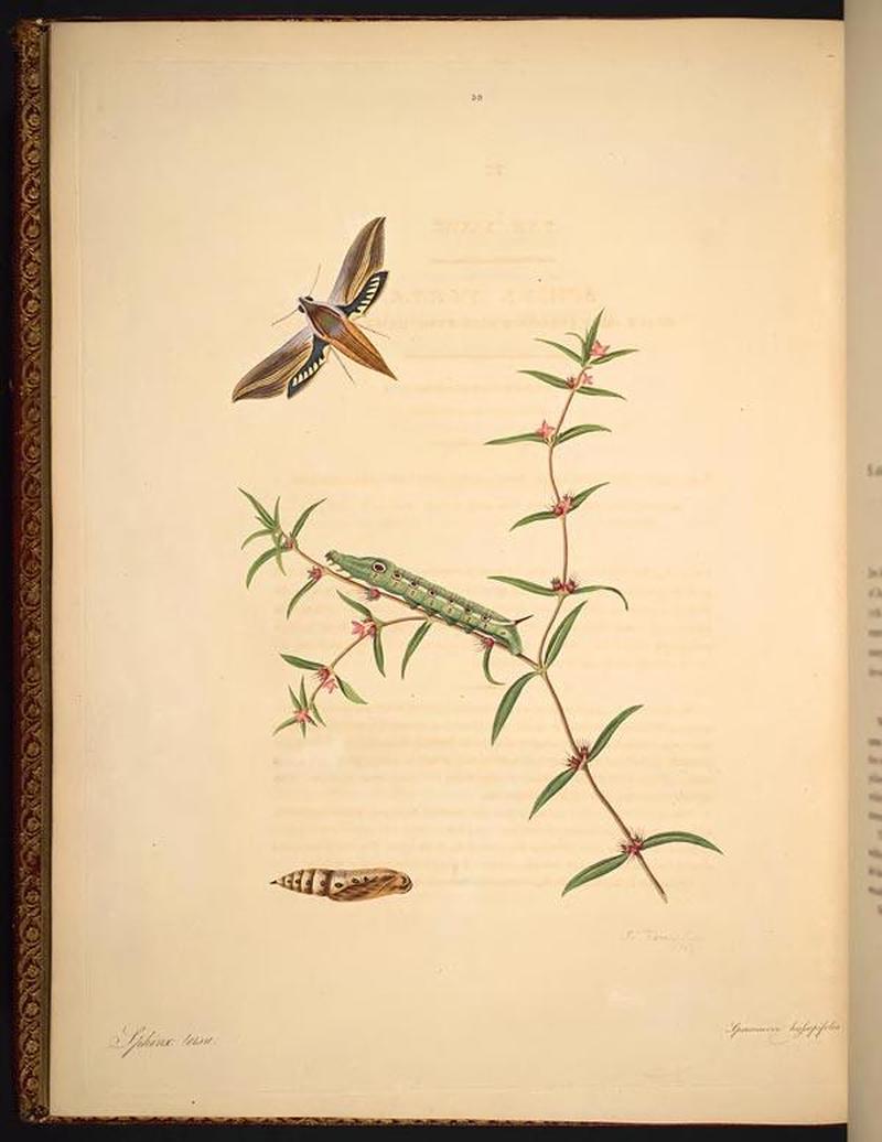 The natural history of the rarer lepidopterous insects of Georgia (Tab. XXXVIII) BHL269085