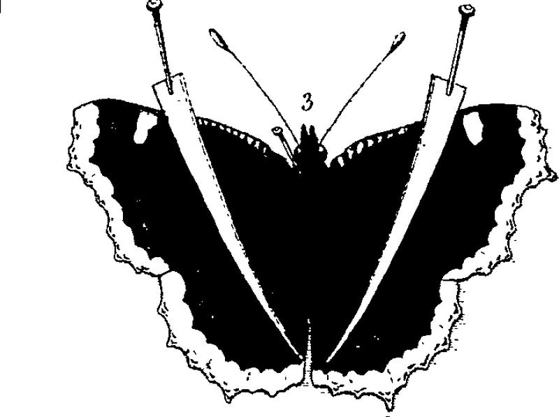The naturalist's and traveller's companion; by John Coakley Lettsom. M.D. Fleuron T074958-2