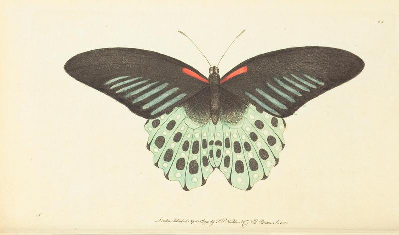 The naturalist's miscellany, or Coloured figures of natural objects (Plate 28) (7780972332)
