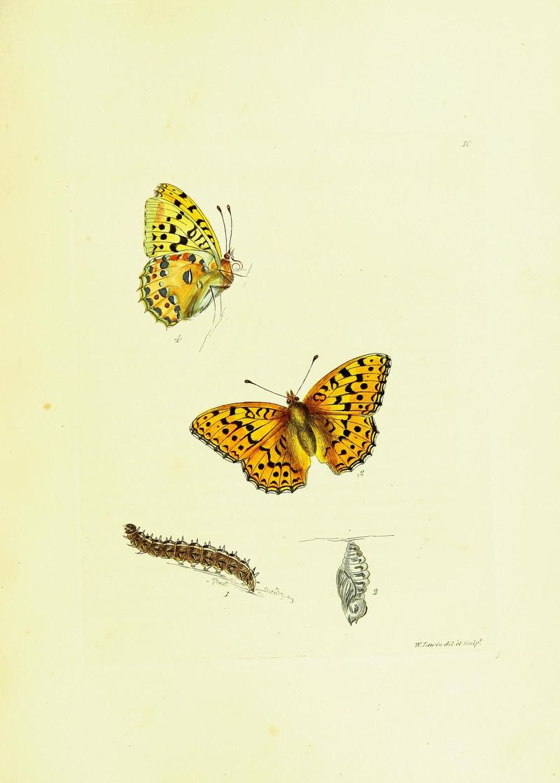 The papilios of Great Britain (Pl. 10) BHL42147294