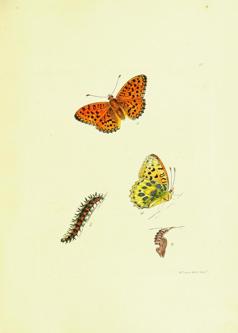 The papilios of Great Britain (Pl. 11) BHL42147298