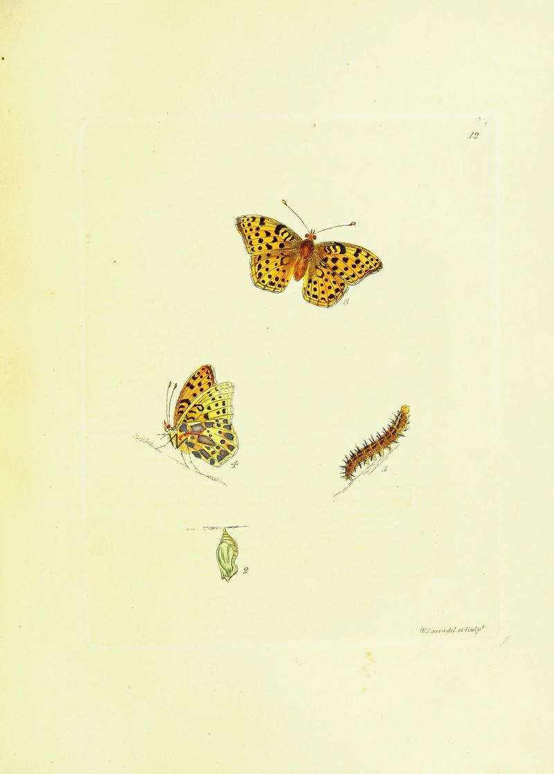 The papilios of Great Britain (Pl. 12) BHL42147302