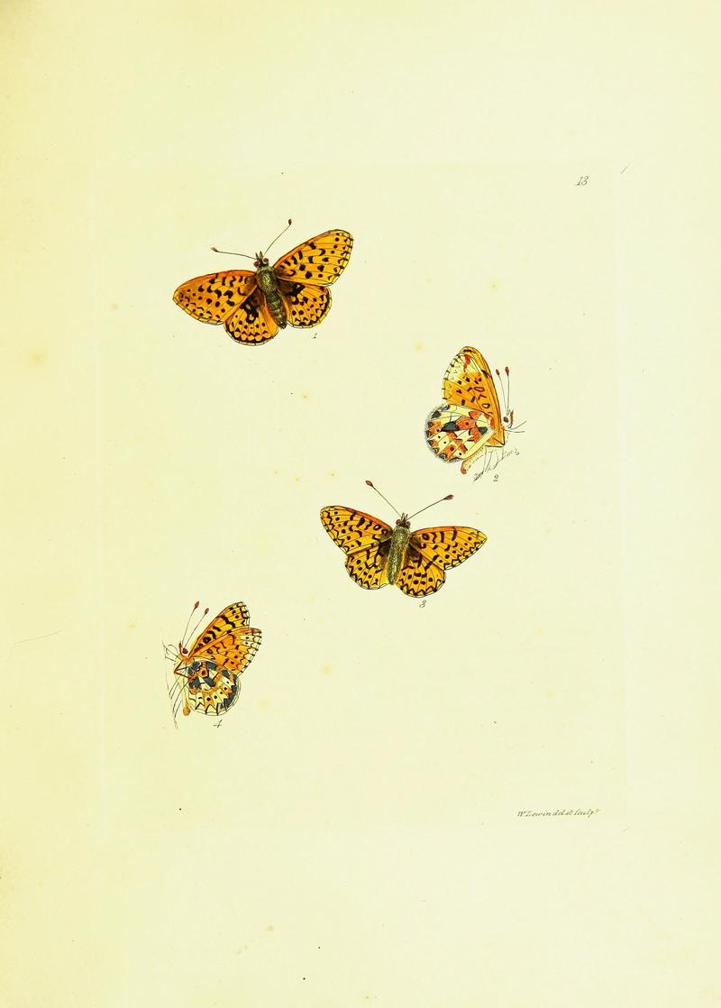 The papilios of Great Britain (Pl. 13) BHL42147306