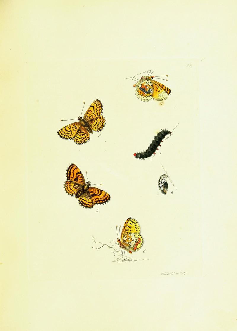 The papilios of Great Britain (Pl. 14) BHL42147310