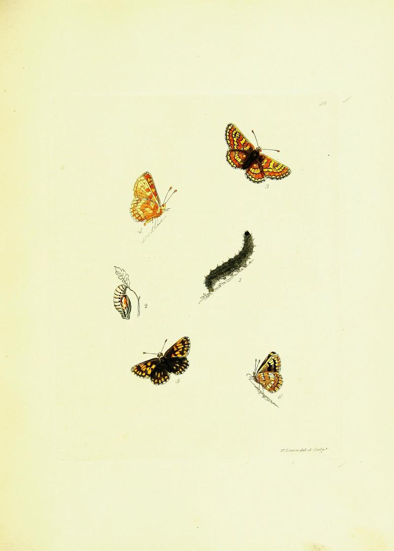 The papilios of Great Britain (Pl. 15) BHL42147314