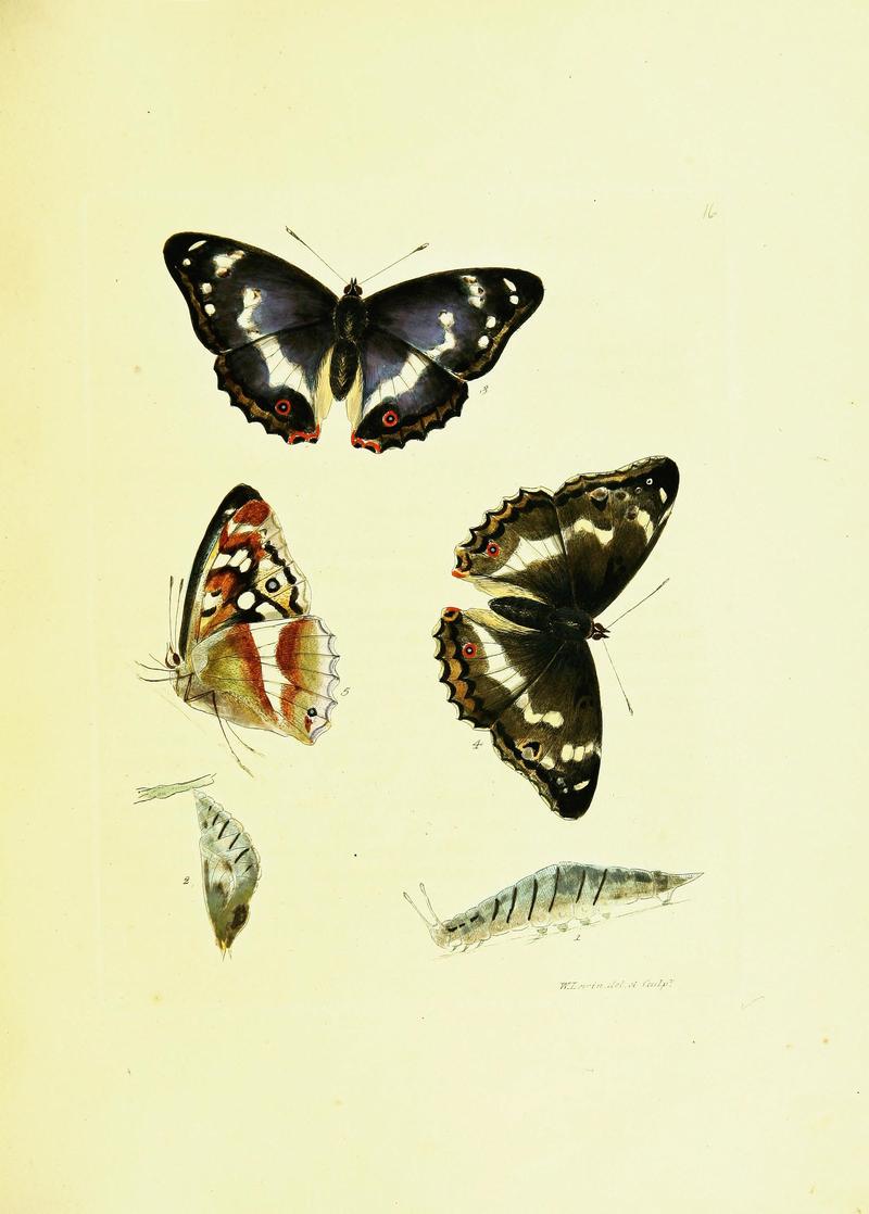 The papilios of Great Britain (Pl. 16) BHL42147318