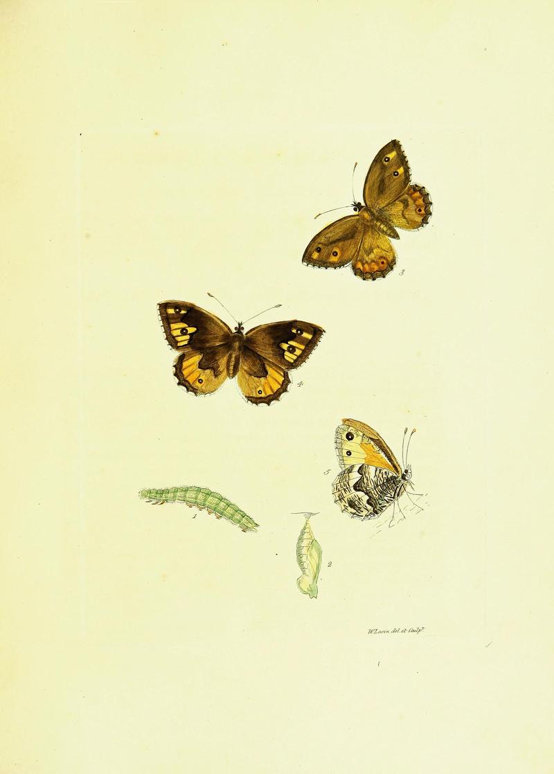 The papilios of Great Britain (Pl. 17) BHL42147322