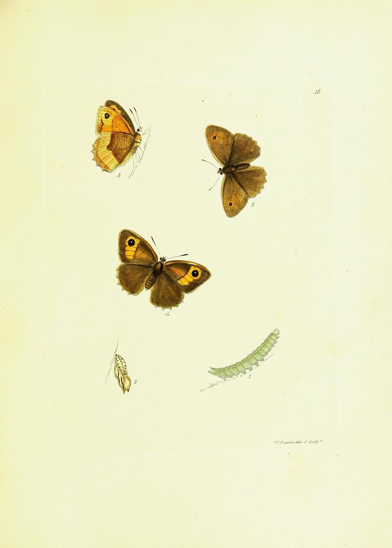 The papilios of Great Britain (Pl. 18) BHL42147326