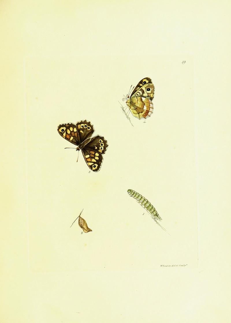 The papilios of Great Britain (Pl. 19) BHL42147330