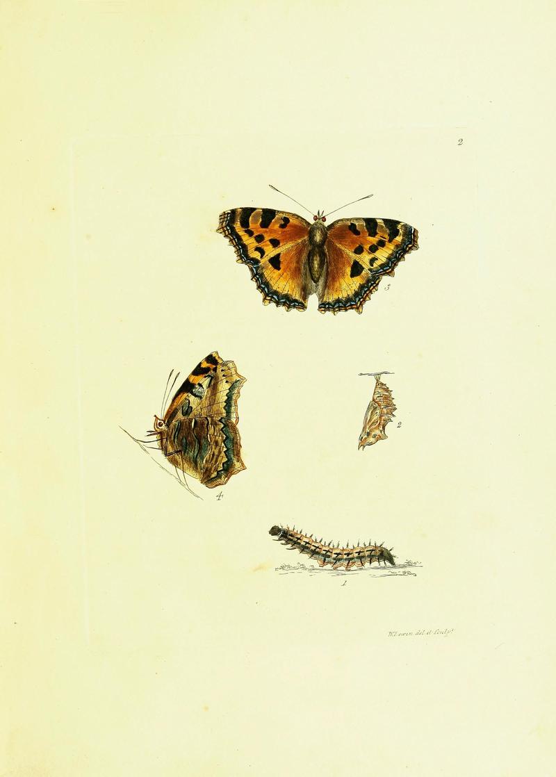 The papilios of Great Britain (Pl. 2) BHL42147262