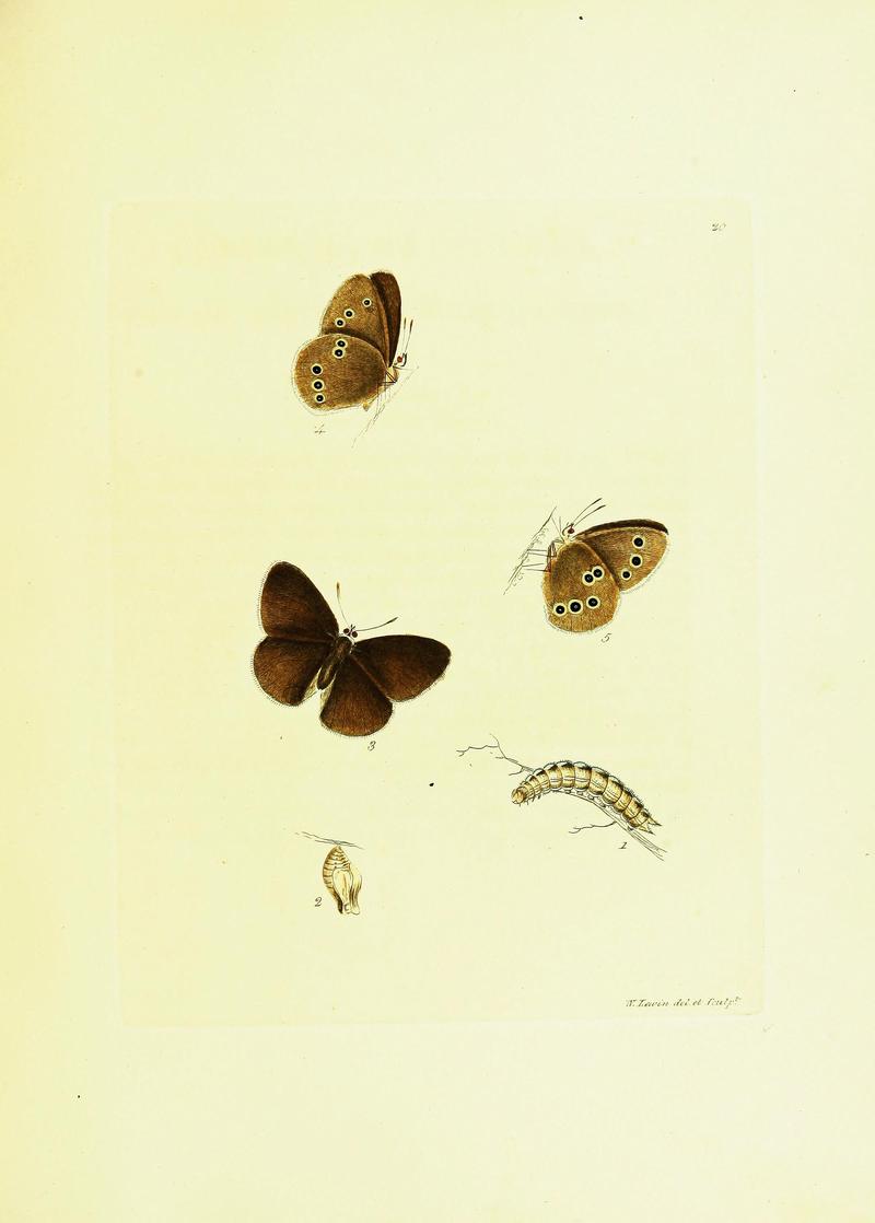 The papilios of Great Britain (Pl. 20) BHL42147334