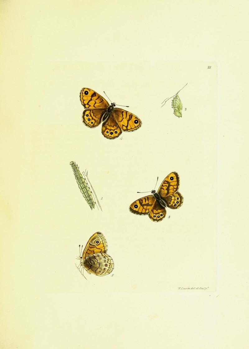 The papilios of Great Britain (Pl. 21) BHL42147338