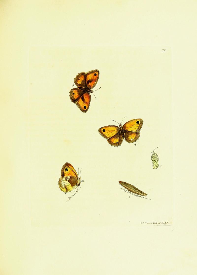 The papilios of Great Britain (Pl. 22) BHL42147342
