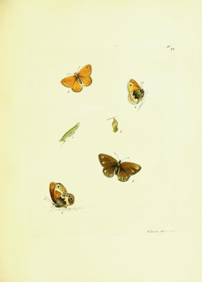 The papilios of Great Britain (Pl. 23) BHL42147346