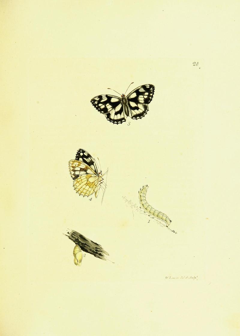 The papilios of Great Britain (Pl. 24) BHL42147350