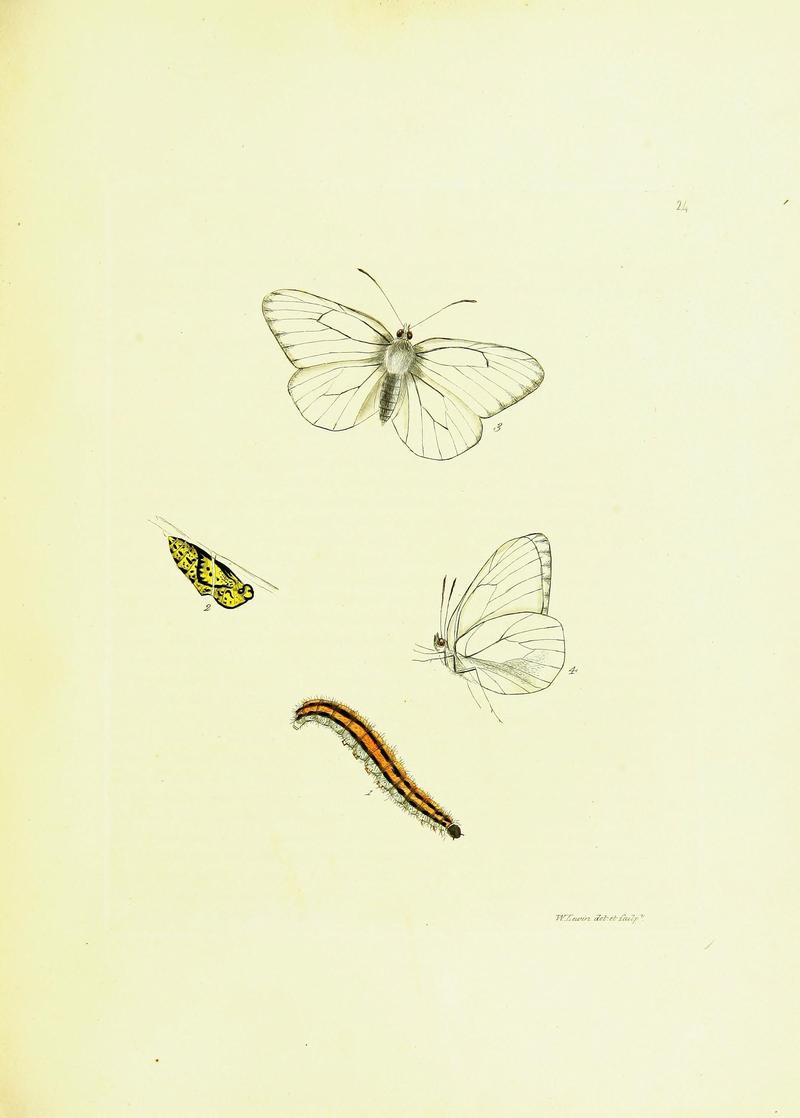 The papilios of Great Britain (Pl. 25) BHL42147354