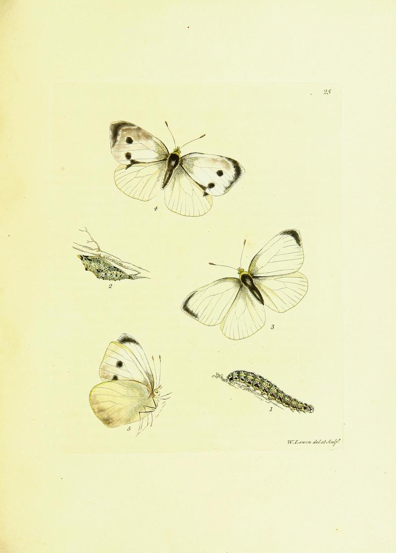 The papilios of Great Britain (Pl. 26) BHL42147358