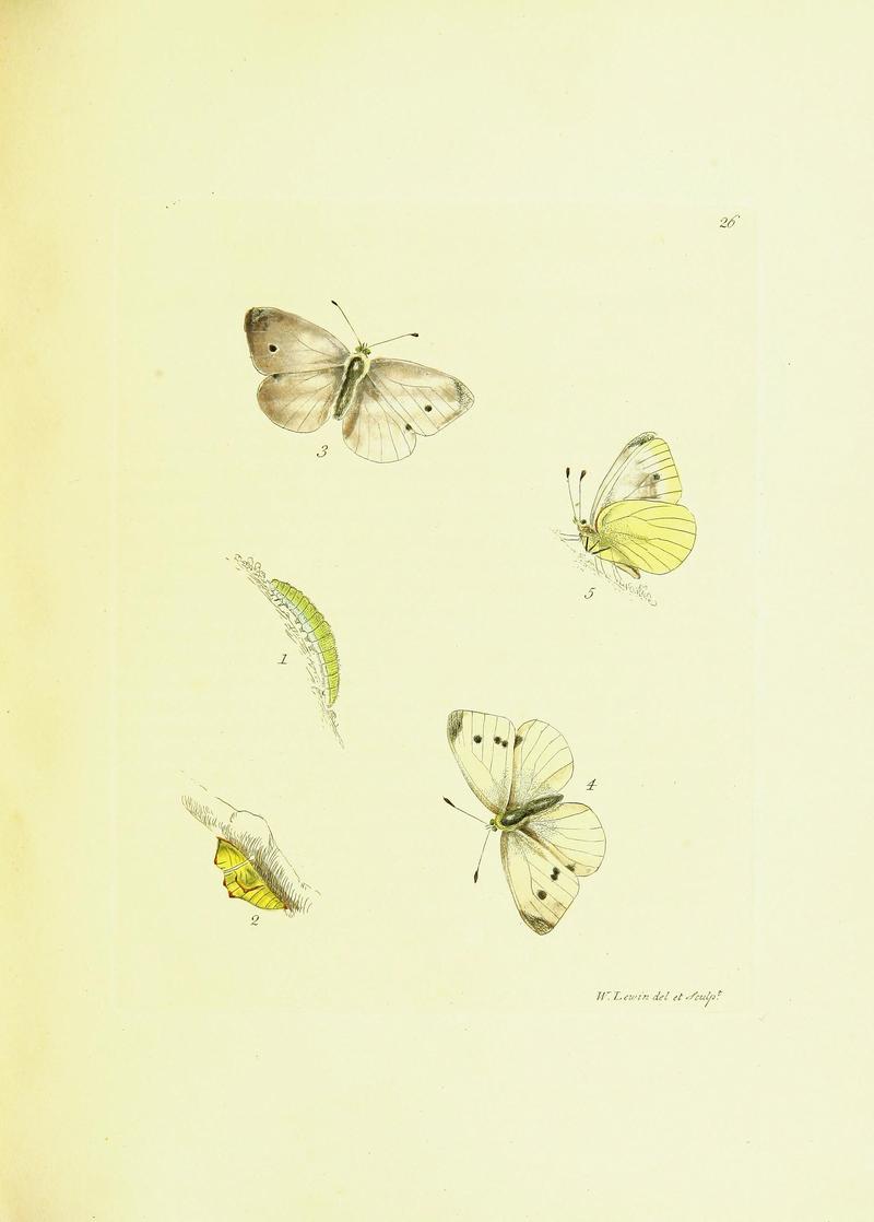 The papilios of Great Britain (Pl. 27) BHL42147362