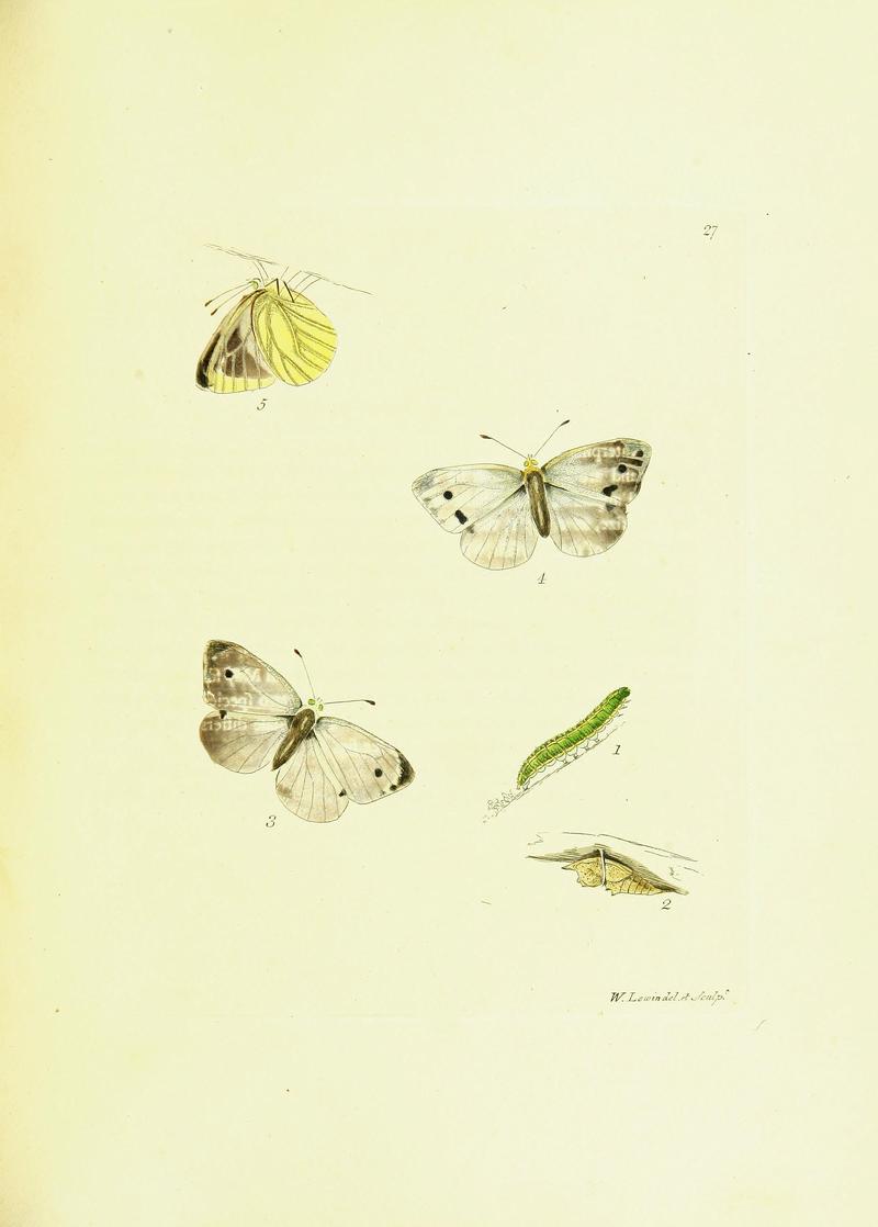 The papilios of Great Britain (Pl. 28) BHL42147366