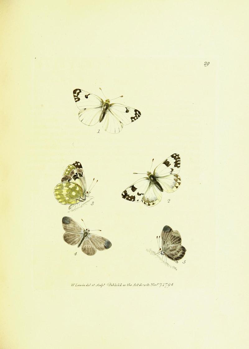The papilios of Great Britain (Pl. 29) BHL42147370