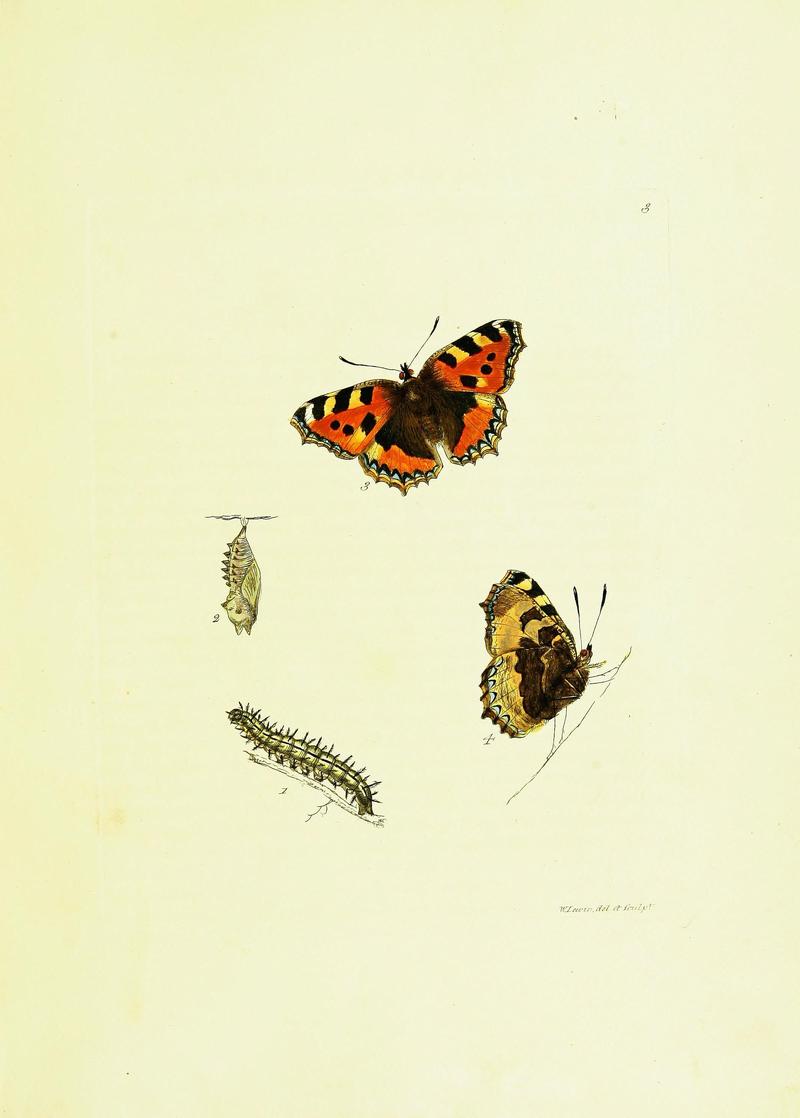 The papilios of Great Britain (Pl. 3) BHL42147266