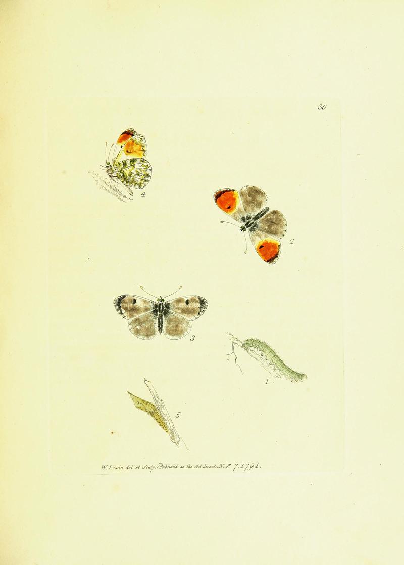 The papilios of Great Britain (Pl. 30) BHL42147374
