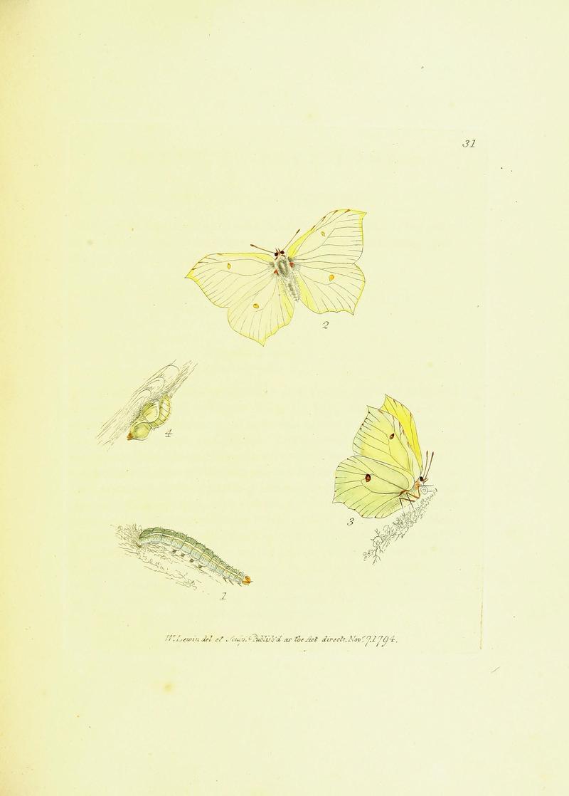 The papilios of Great Britain (Pl. 31) BHL42147378