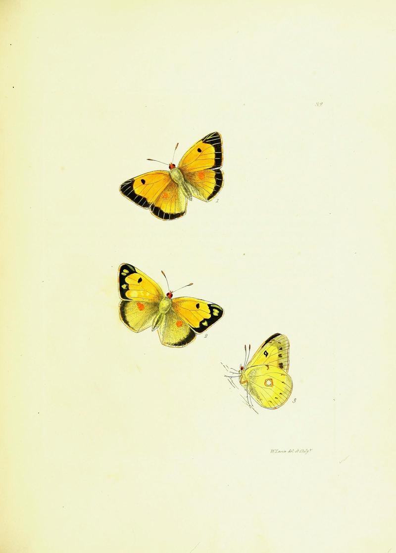 The papilios of Great Britain (Pl. 32) BHL42147382