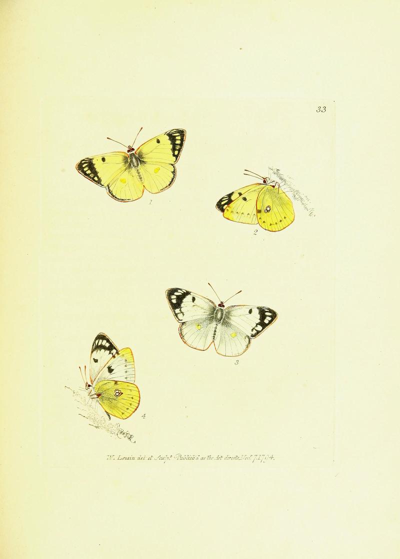 The papilios of Great Britain (Pl. 33) BHL42147386