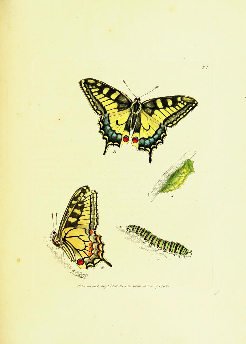 The papilios of Great Britain (Pl. 34) BHL42147390