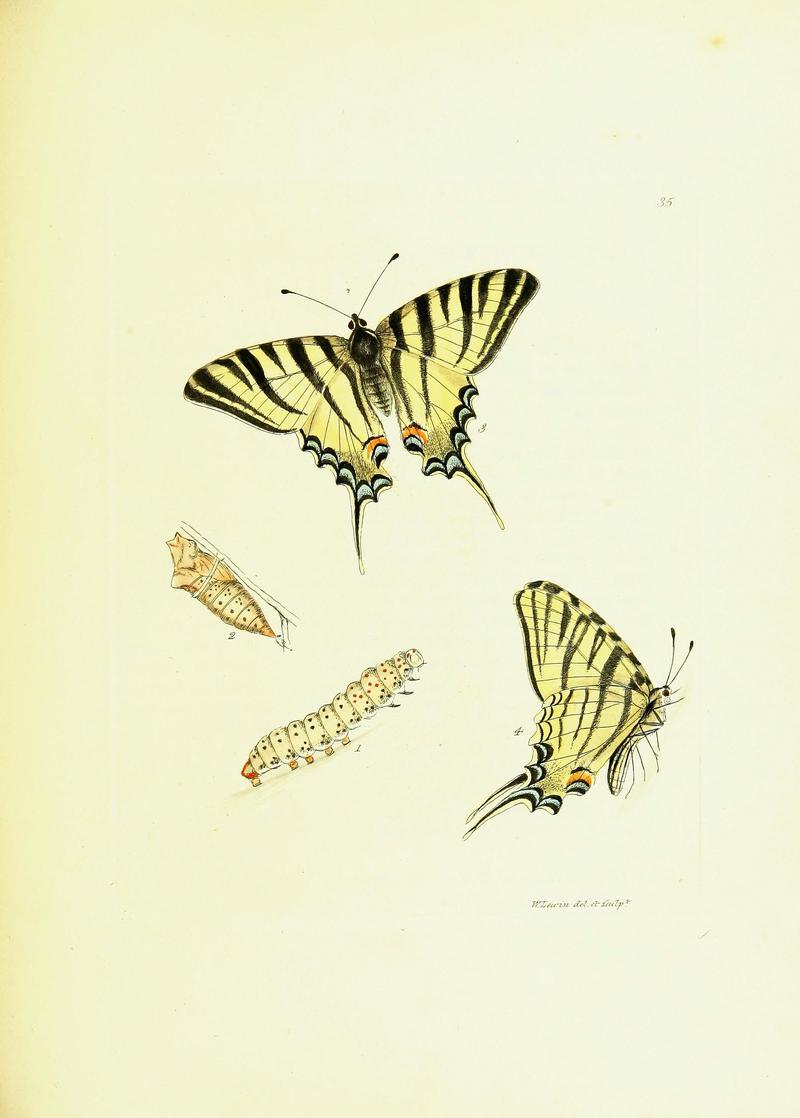 The papilios of Great Britain (Pl. 35) BHL42147394