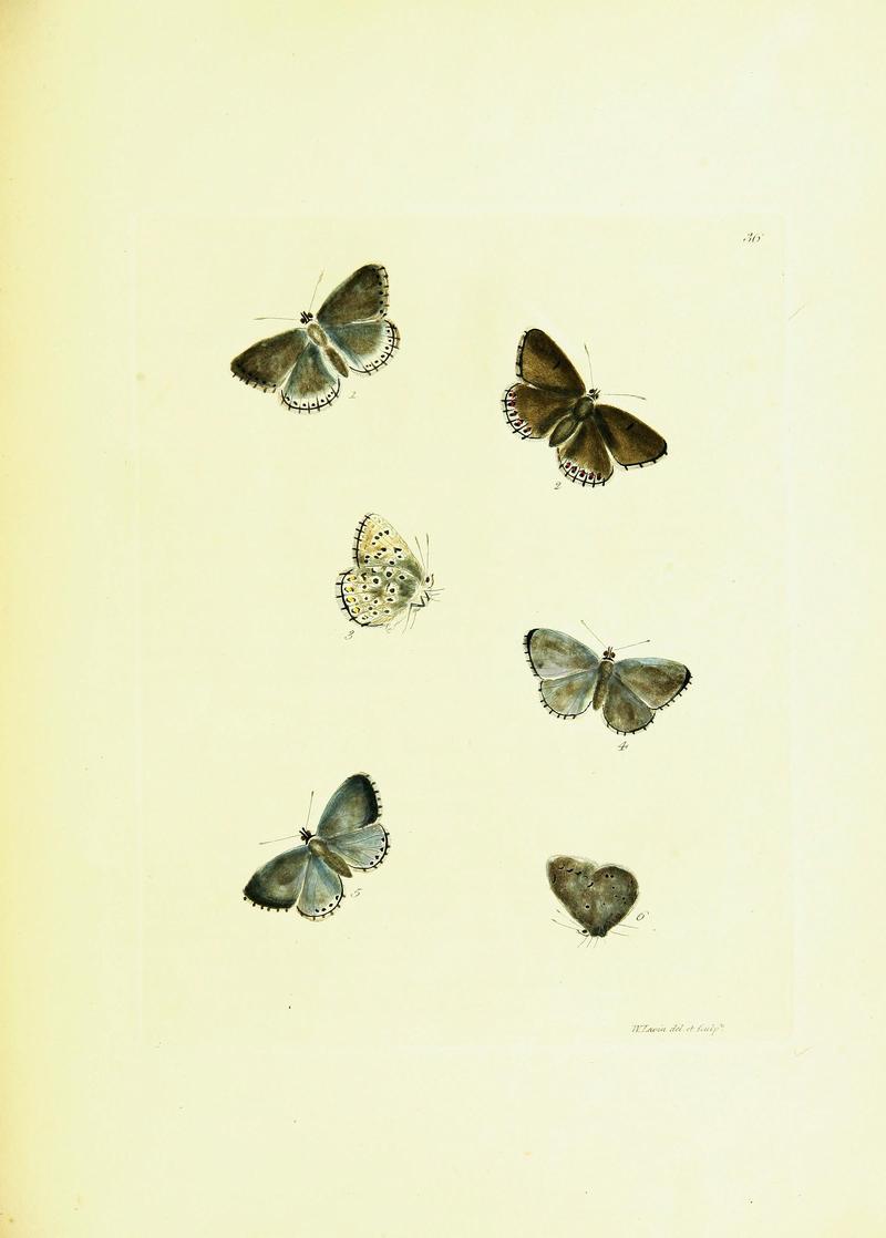 The papilios of Great Britain (Pl. 36) BHL42147398