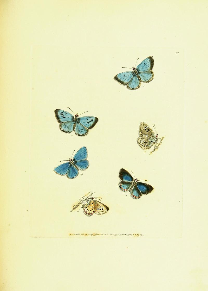 The papilios of Great Britain (Pl. 37) BHL42147402