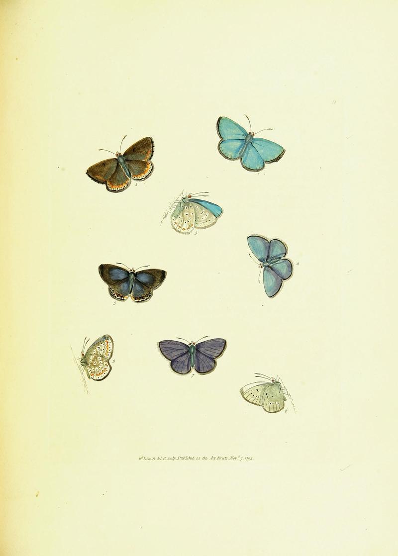 The papilios of Great Britain (Pl. 38) BHL42147406