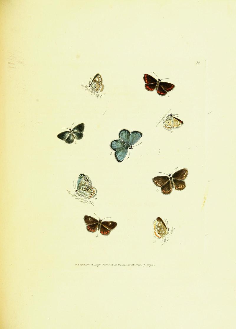 The papilios of Great Britain (Pl. 39) BHL42147410