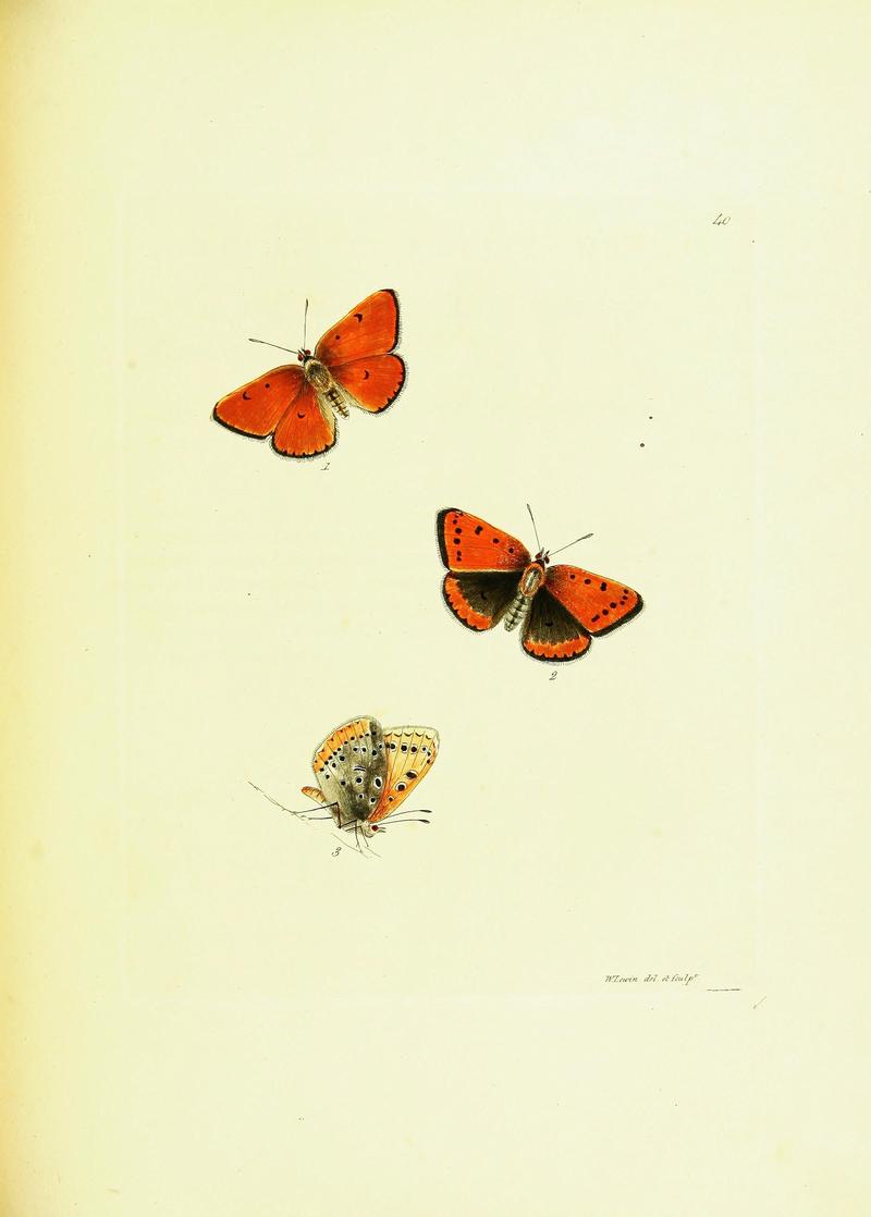 The papilios of Great Britain (Pl. 40) BHL42147414
