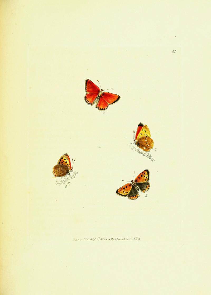 The papilios of Great Britain (Pl. 41) BHL42147418